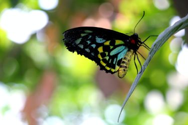 Papillon sur branche symbolisant le changement et la transformation intérieure