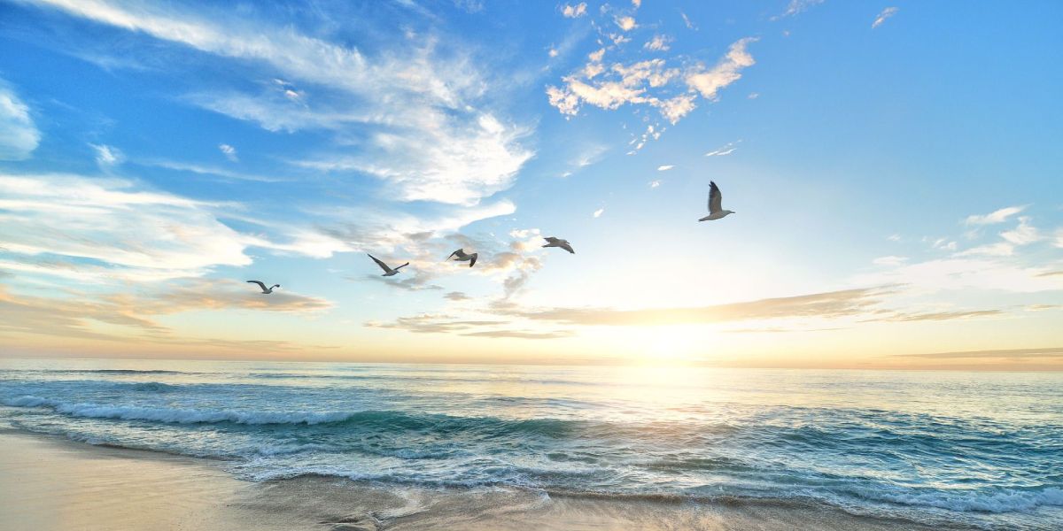 Sur une plage, 5 oiseaux qui volent dans le ciel symbolisant : Prends ton envol et libère-toi !